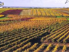 Foto Dégustation de vins avec le Domaine Cady